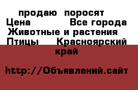 продаю  поросят  › Цена ­ 1 000 - Все города Животные и растения » Птицы   . Красноярский край